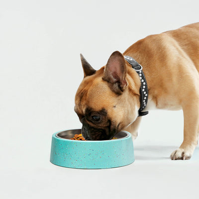 Bzyoo 32oz 4CUP Elevated Dog & Cat Bowl - Green